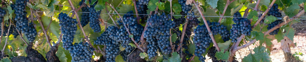 grapes in the vineyard